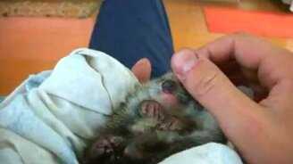 Маленький сонный ежонок - смотреть видео (0:48)