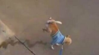 Писающая собачка - смотреть видео (1:00)