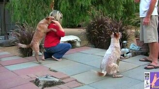 Собака сбила женщину с ног - смотреть видео (0:23)