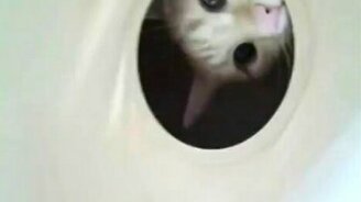 Ужастик про кота в потолке - смотреть видео (0:33)