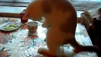 Котэ одержим - смотреть видео (0:28)