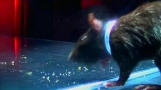 Крыса приспособленка - смотреть видео (0:58)