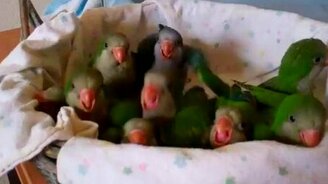 Голодные птенчики - смотреть видео (0:21)