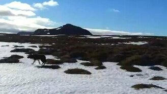 Собаки спасают овец - смотреть видео (3:33)