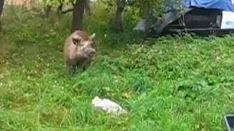 Матёрый свинтус - смотреть видео (2:50)