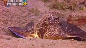 Чудо-Юдо рыба - смотреть видео (0:44)