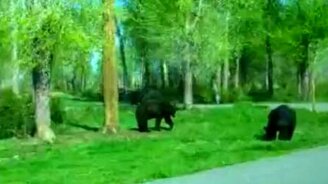 Медвежий игривый язык - смотреть видео (0:31)