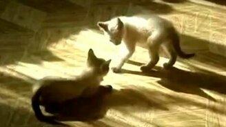 Эмоциональные кошки - смотреть видео (2:29)