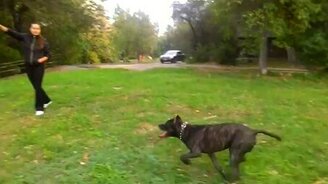 Ловкий пёсик - смотреть видео (0:08)