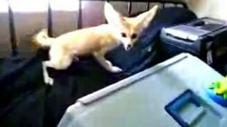 Странный зверёк с ушами - смотреть видео (1:00)