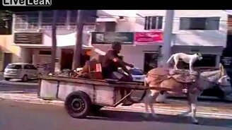 Собака на осле - смотреть видео (0:32)