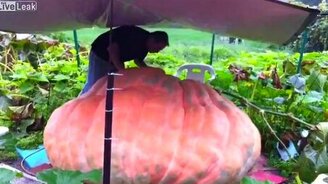 Тыква-гигант - смотреть видео (1:44)