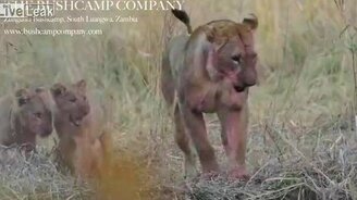 Крокодилья наглость - смотреть видео (1:36)