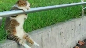 Кот-человек - смотреть видео (2:15)