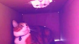 Вездесущие кошки - смотреть видео (3:58)