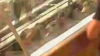 Утки на эскалаторе - смотреть видео (0:29)