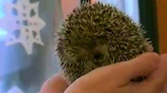 Смешные ёжики - смотреть видео (1:45)