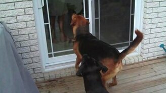 Одержимые шариком - смотреть видео (0:52)