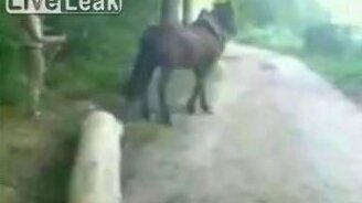 Неопытный погонщик - смотреть видео (0:29)