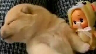 Подборка спящих собак - смотреть видео (3:47)