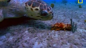 Медленная погоня - смотреть видео (1:11)