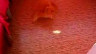 Турбо кот - смотреть видео (0:12)