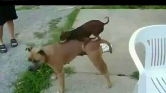 Маленький гигант большого спаривания - смотреть видео (0:56)