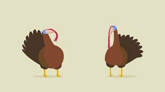 Дабстеп от индюшек - смотреть видео (0:45)