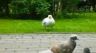 Беспощадная чайка - смотреть видео (0:37)