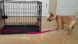 Щенок против поводка - смотреть видео (2:37)