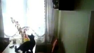 Передумал в последний момент - смотреть видео (0:19)