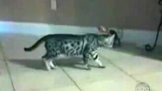 Смешные кошки - смотреть видео (1:23)