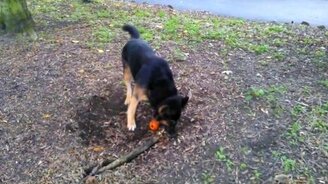 Овчарка против корня дерева - смотреть видео (1:05)