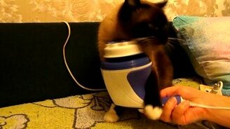 Кот и массажёр - смотреть видео (0:34)