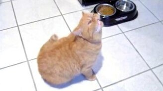 Кошачьи чихи и дабстеп - смотреть видео (1:02)