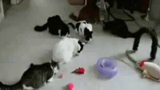 Забавные животные - смотреть видео (4:12)