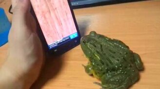 Вот так - играть с лягушкой - смотреть видео (0:27)