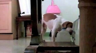 Забавы позитивного пса - смотреть видео (1:42)