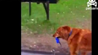 Собака выгуливается - смотреть видео (0:41)