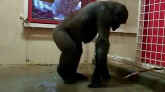 Шимпанзе в танце - смотреть видео (0:40)