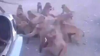 Обчистили машину - смотреть видео (1:13)