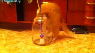 Котёнок залазит в банку - смотреть видео (1:35)