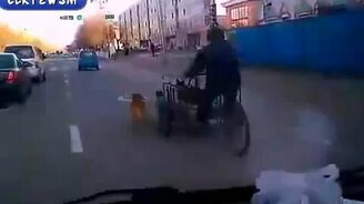 Городская собачья упряжка - смотреть видео (1:26)