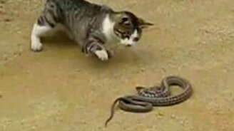 Кот против змеи - смотреть видео (0:57)