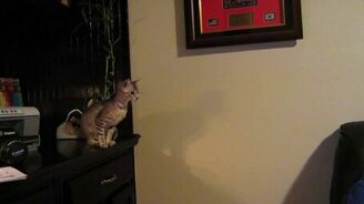 Неудачный прыжок котёнка - смотреть видео (0:18)