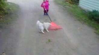 Малыш с граблями и собака - смотреть видео (1:41)