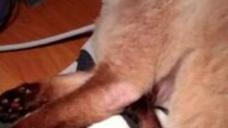 Пробудили от крепкого сна - смотреть видео (0:36)