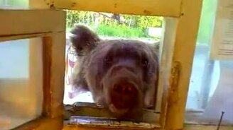 Медведь пришёл в гости - смотреть видео (0:54)