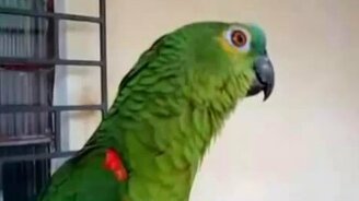 Оперный попугай - смотреть видео (1:21)