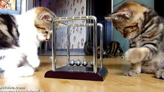 Котята-физики - смотреть видео (1:27)